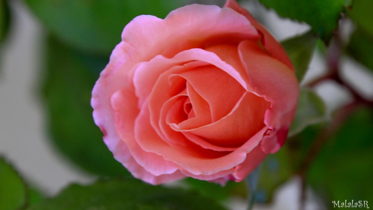 Rose la belle