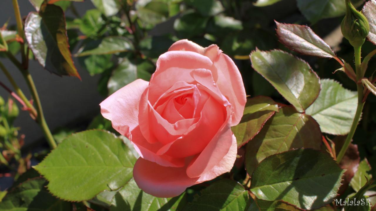 Rose la belle