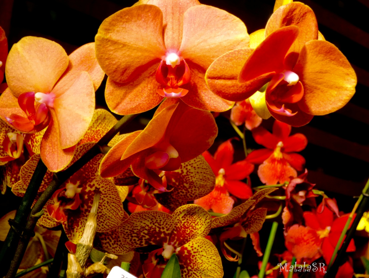 Orchids MalalaSR